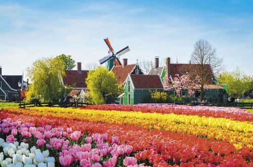 Photos du Voyage VENET : Les Pays-Bas : Le royaume des fleurs à vélo ( Du 27 Avril au 4 mai )