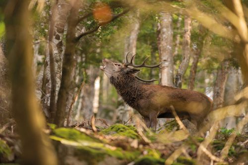 Photos du Voyage VENET : L'automne dans les Vosges ( Du 1er au 5 Octobre )