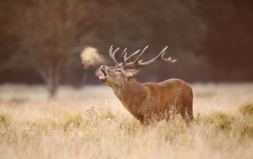 Photos du Voyage VENET : Le massif de l’Aubrac et le brame du cerf ( Du 29 Septembre au 1er Octobre )