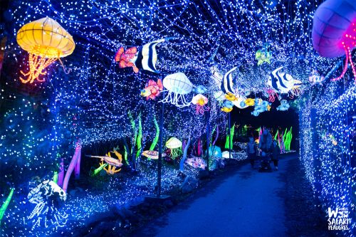 Photos du Voyage VENET : Lumières sauvages à Peaugres ( Vendredi 12 décembre 2025 )