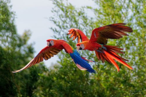 Photos du Voyage VENET : Journée au Parc des Oiseaux ( Jeudi 20 Juin 2024 )