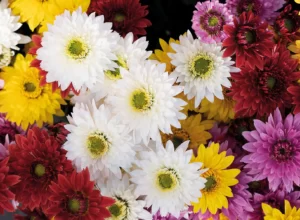 chrysantemes foret noire 04