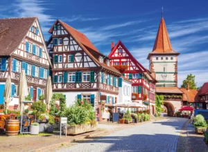 chrysantemes foret noire 05