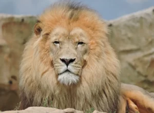 touraine beauval adobestock 224438089